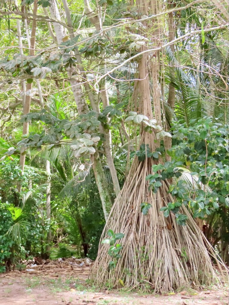 Pandanus and tropical trees in Nauru